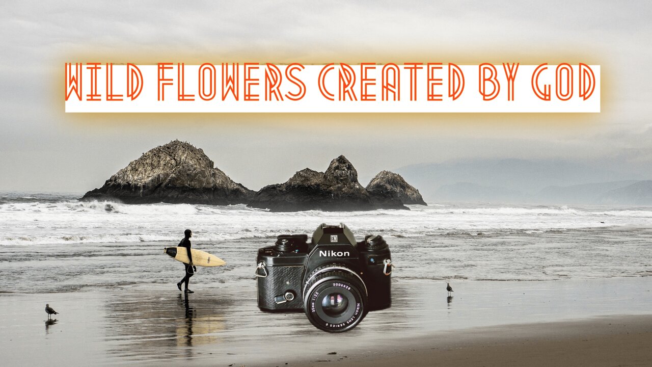Wild flowers series: Pure & Fresh