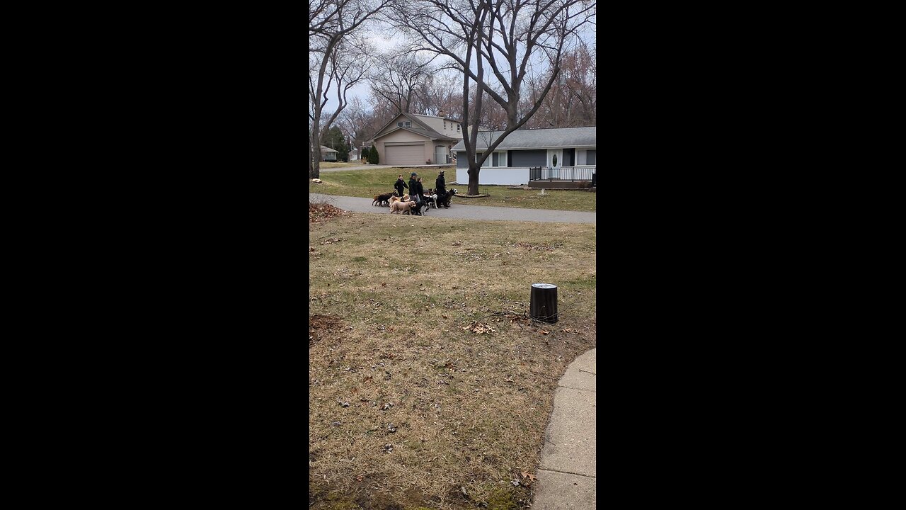 what's that song who let The dogs out?