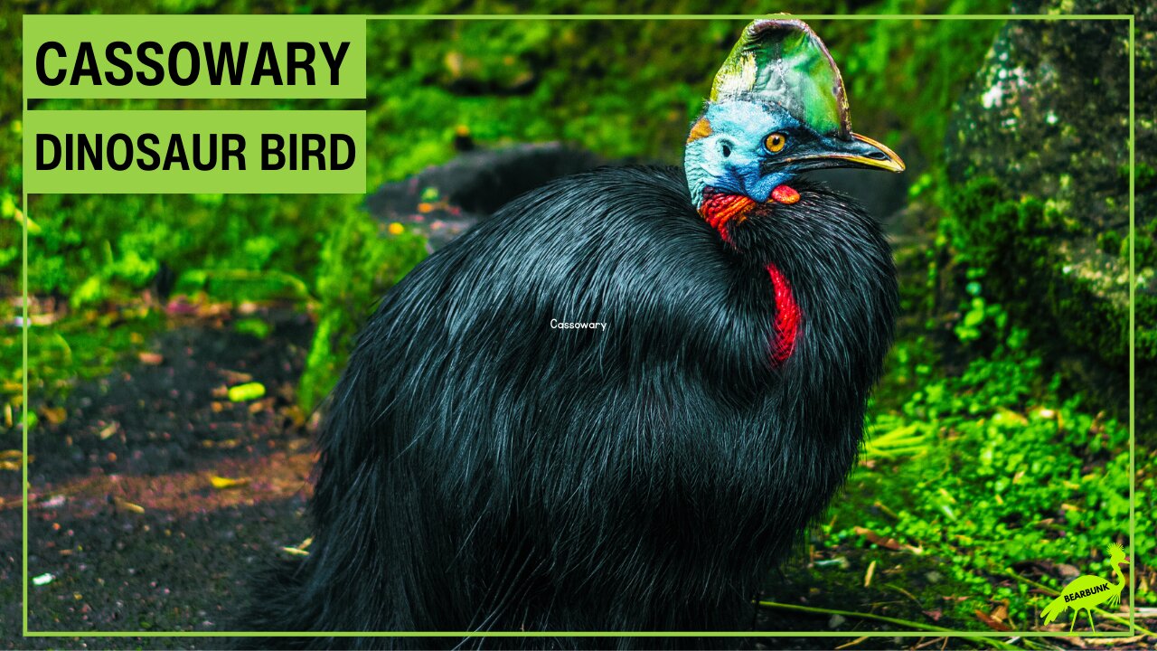 Cassowary: The Dinosaur Bird of the Rainforest