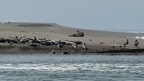 seal beack