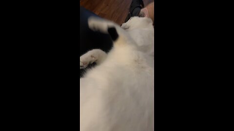 Pablo the cat