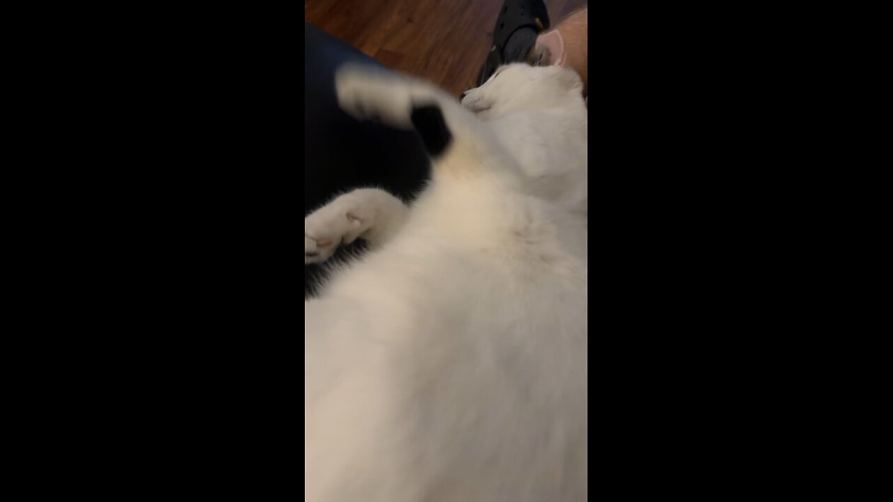 Pablo the cat