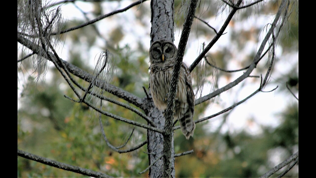 The Lord Provides For The Owl