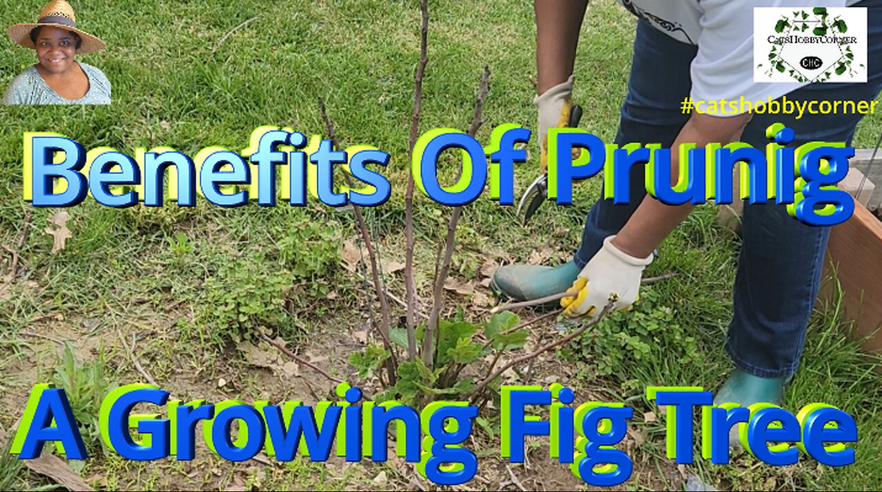 Pruning Our Fig Tree - #catshobbycorner #gardening #fig