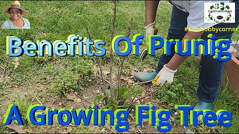 Pruning Our Fig Tree - #catshobbycorner #gardening #fig