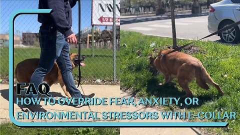 How To Override Fear, Anxiety, Or Environmental Stressors Through Heel Command With Dogtra E-Collar