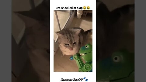 Funny animals 2024😂- Funniest Cats and Dogs Video😹🐶 #35