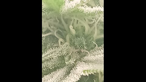 Wedding cheesecake week 13 day 4