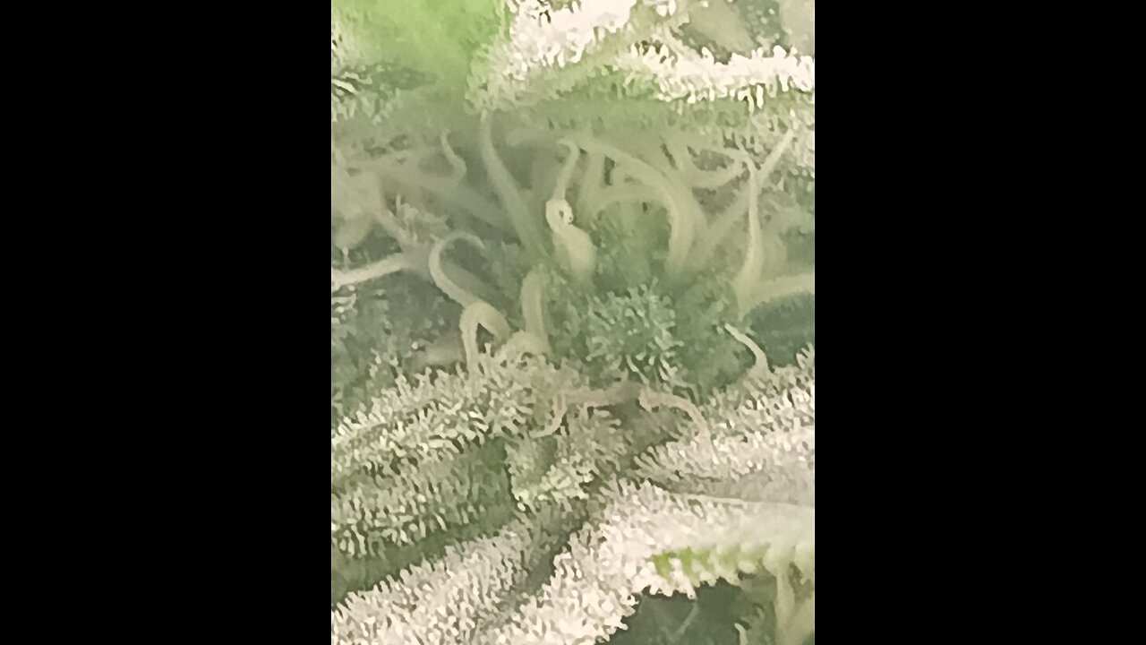 Wedding cheesecake week 13 day 4