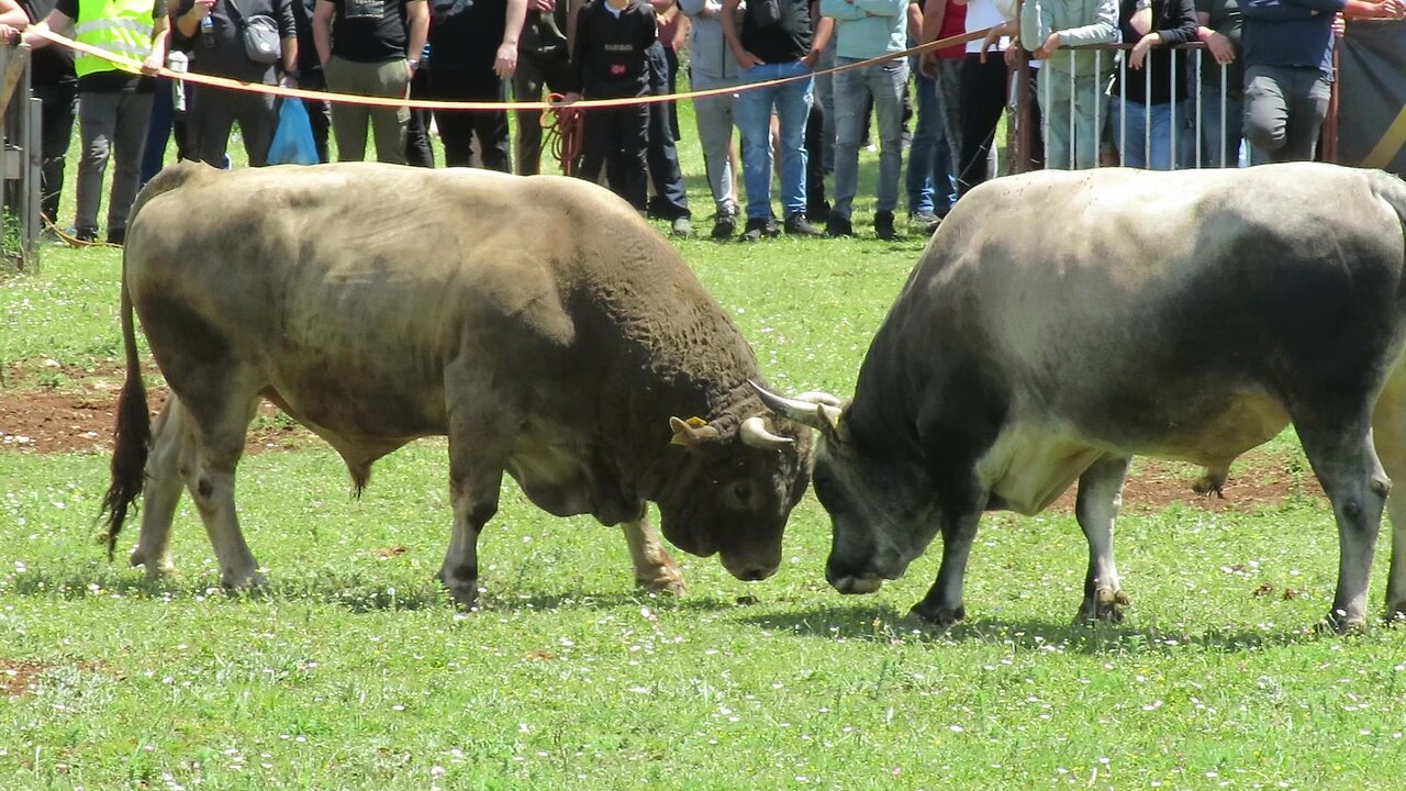 Pogba od Baće vs Lola od Perovića Nevest 2025