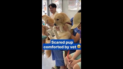 Dogs + Injection = Comedy Show! 🤣🐶 | Must Watch
