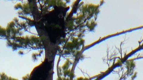 Black Bear Family