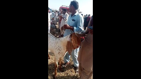 goat vedio