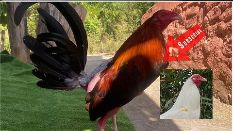 gallos