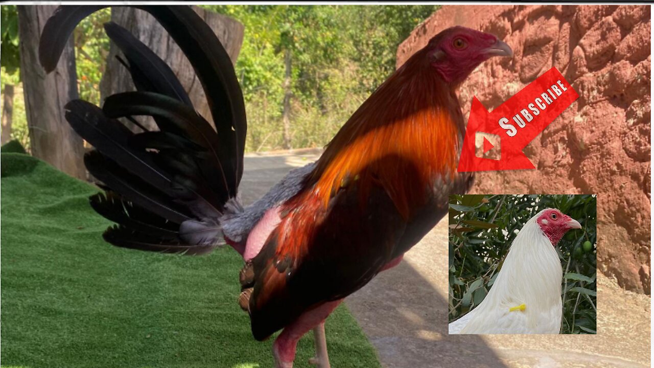 gallos