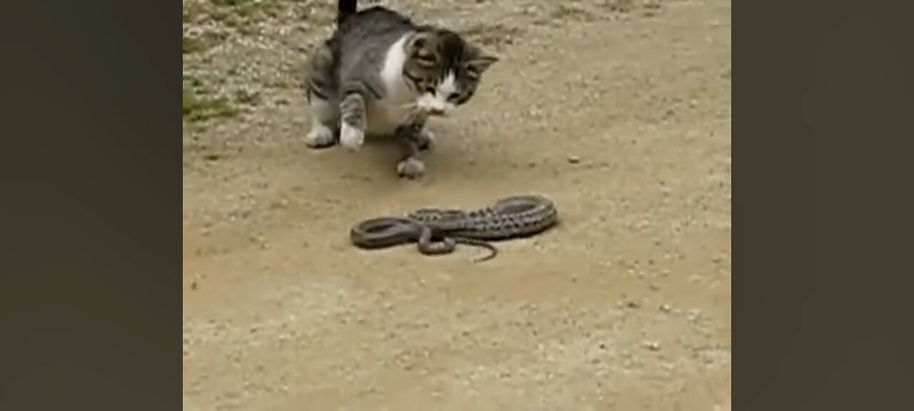 Cat vs snake 💯😱hard fight #cat #snake #fight