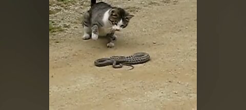 Cat vs snake 💯😱hard fight #cat #snake #fight