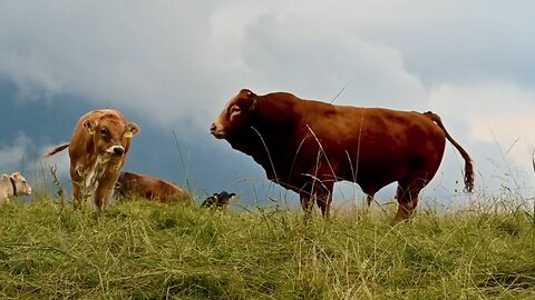 Angus bull 🐂 | Amazing and very strong Animal