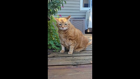 Let's take a break: Meet my cat Meet my cat Harry