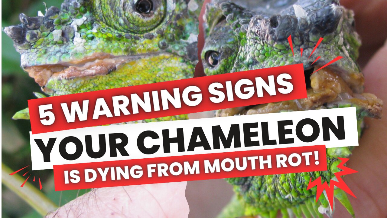 5 Alarming Signs Your Chameleon is DYING from Mouth Rot (Don’t Ignore #3!)