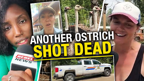 BREAKING: Second ostrich executed at B.C. farm as slaughter of flock looms
