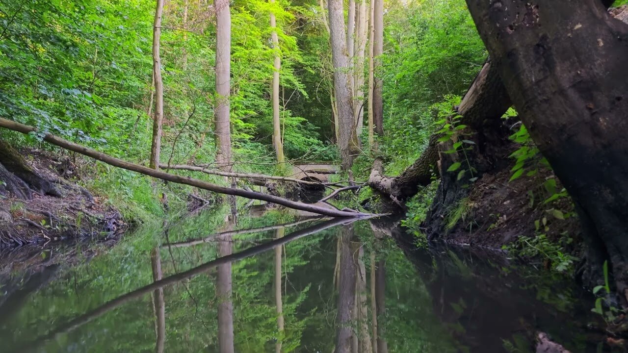 Peace at the Beaver Habitat ¦ Forest Sounds & Intense Birdsong 4K