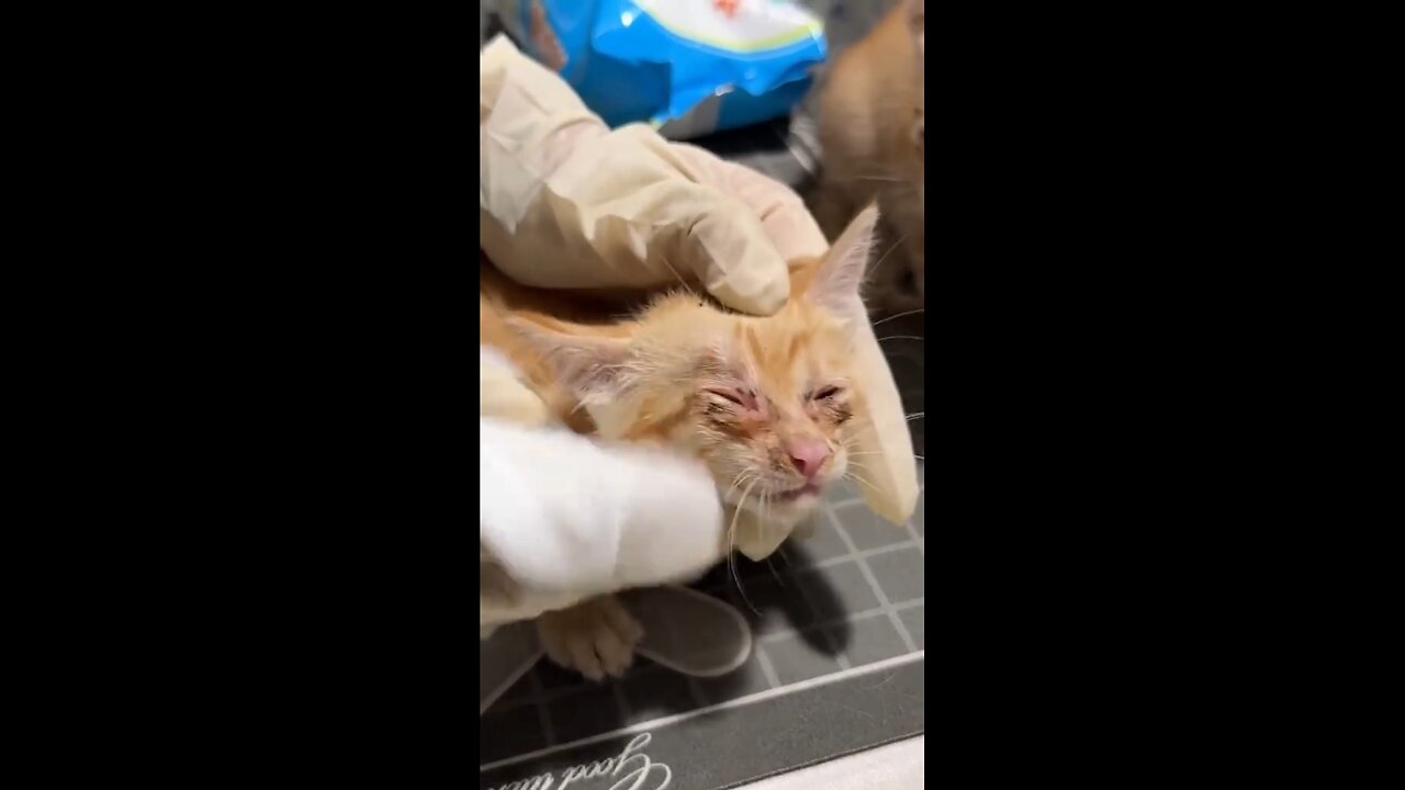 Found Abandoned Ginger Kittens - Rescued and Healed Them! | Heartwarming Recovery