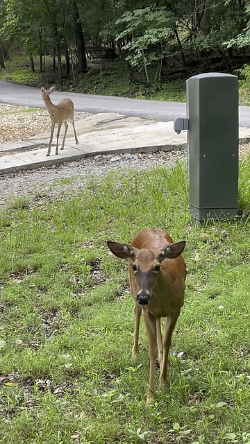 Deer Reacts When Caretaker Calls