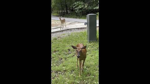 Deer Reacts When Caretaker Calls