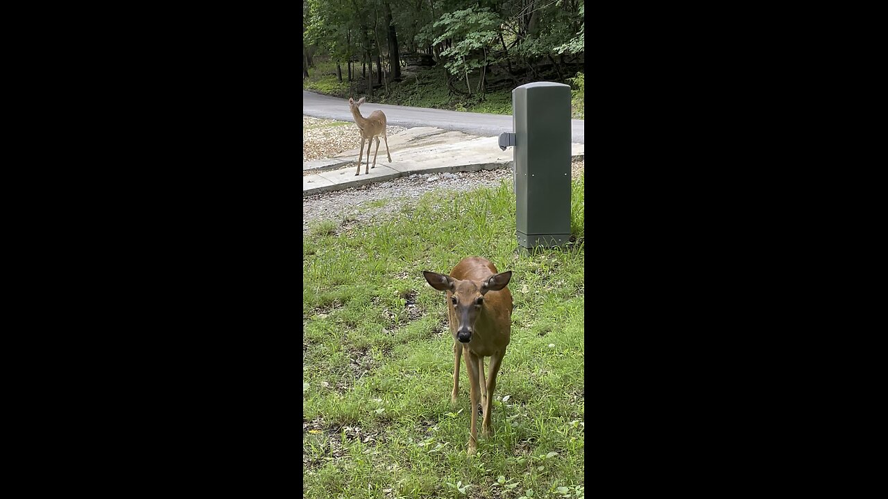 Deer Reacts When Caretaker Calls