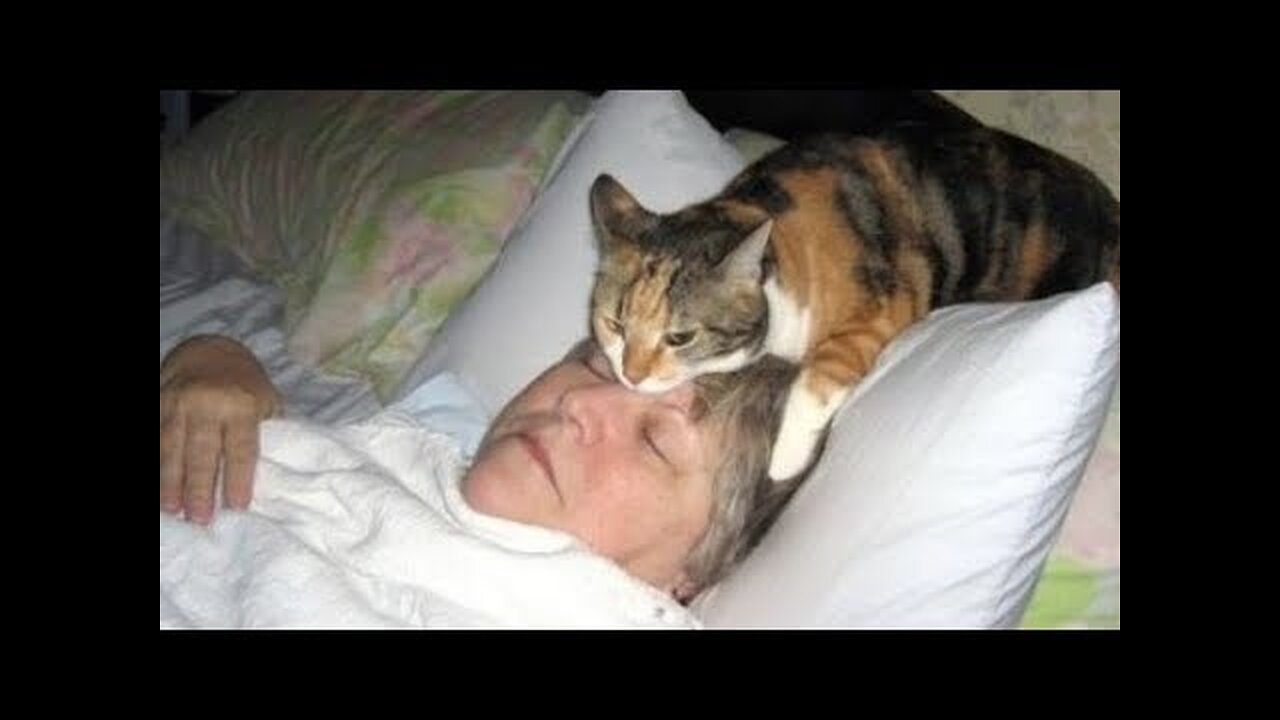 If you HAVE PETS, you DON'T NEED ALARM CLOCK! - The FUNNIEST ANIMAL VIDEOS