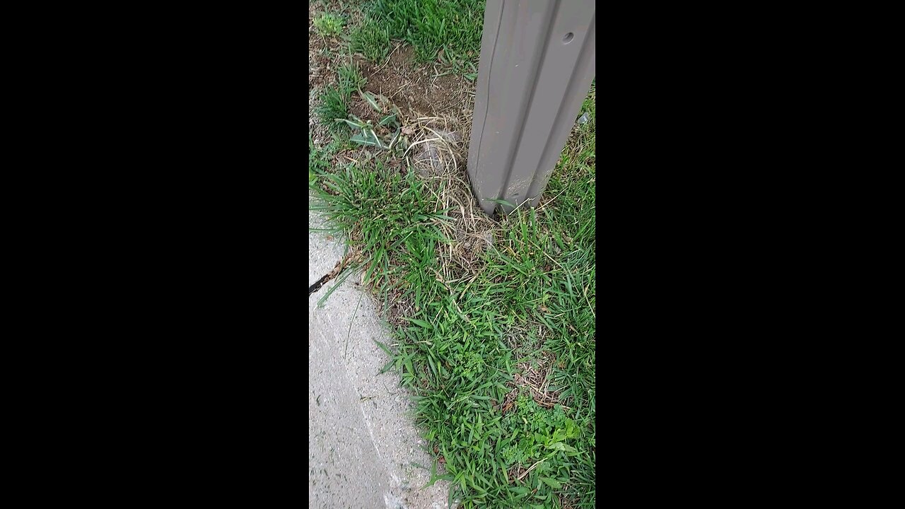 bunny nest