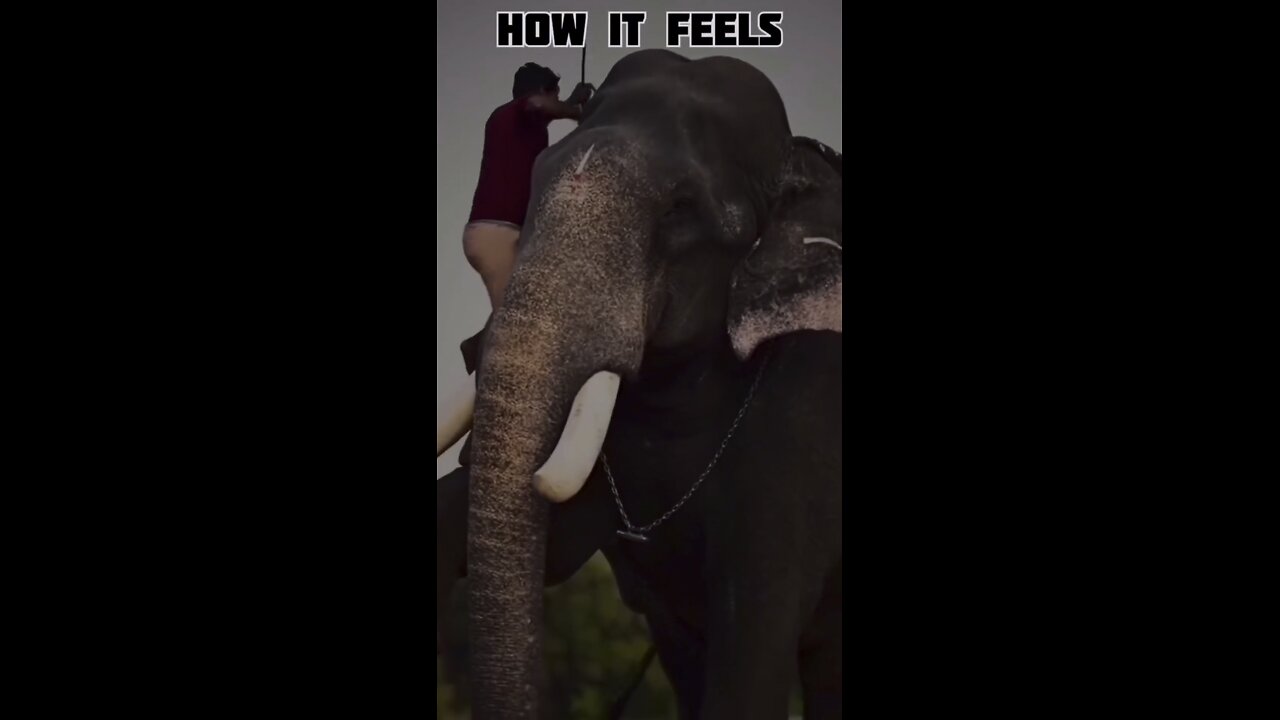 My Bike, My Elephant