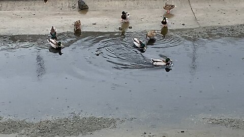 I’ve recorded the Mallard Ducks 🦆today on November 14 2025