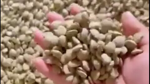 Conventional Dog Food Exposed