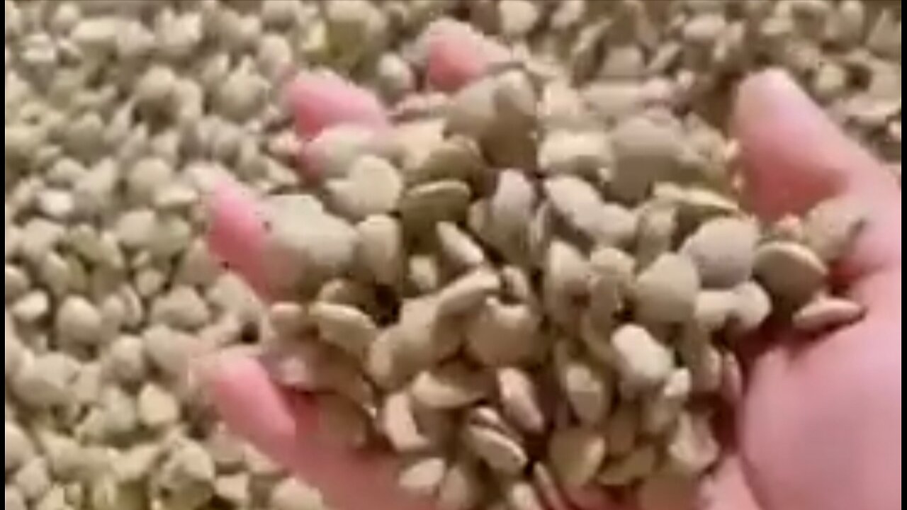 Conventional Dog Food Exposed