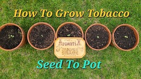 How To Grow Tobacco Early Season - Seed to Pot