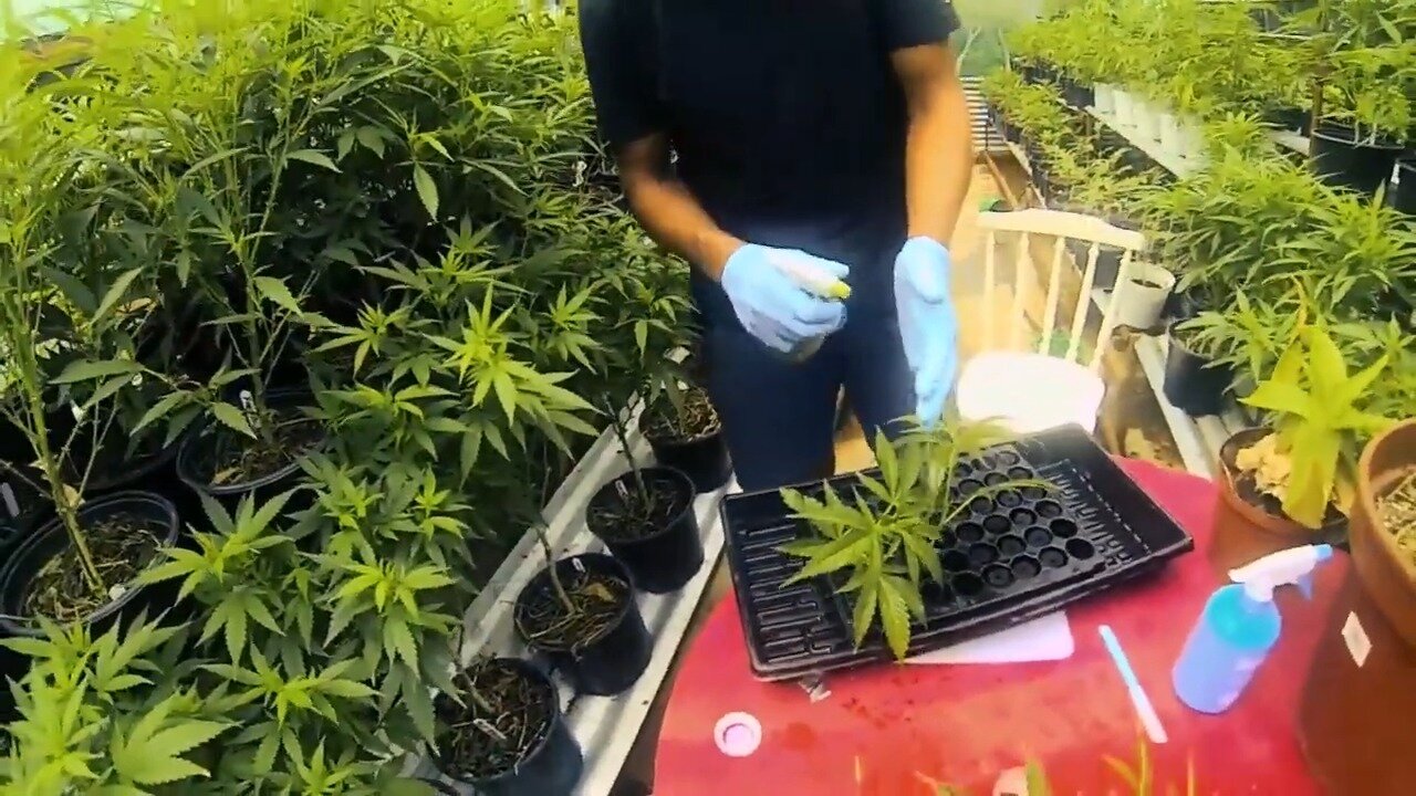 How to Clone Cannabis