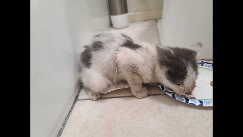 😺 2nd day with new feral kitten