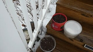 Starting the garden indoors