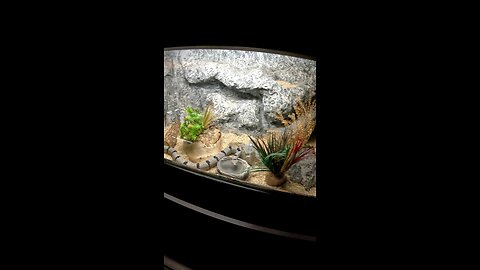 Banded Rock Rattlesnake at San Juan de Aragon Zoo in Mexico City