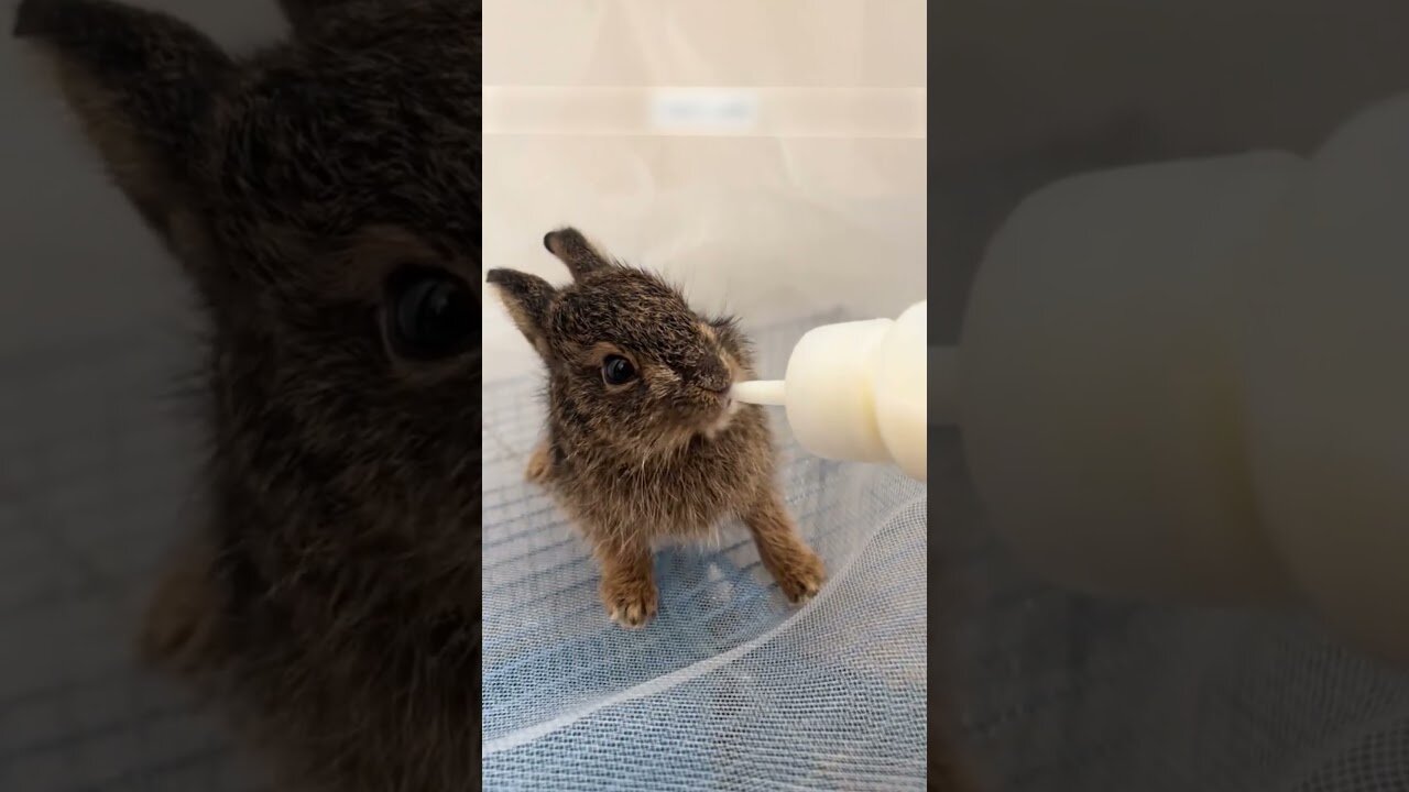 At the construction site a man found a bunny and became his daddy