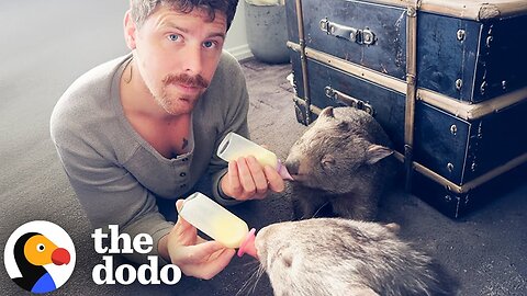 Dad To Three Rescued Wombats Gets Ready To Release Them | The Dodo
