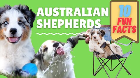 10 Amazing Facts About The Australian Shepherd
