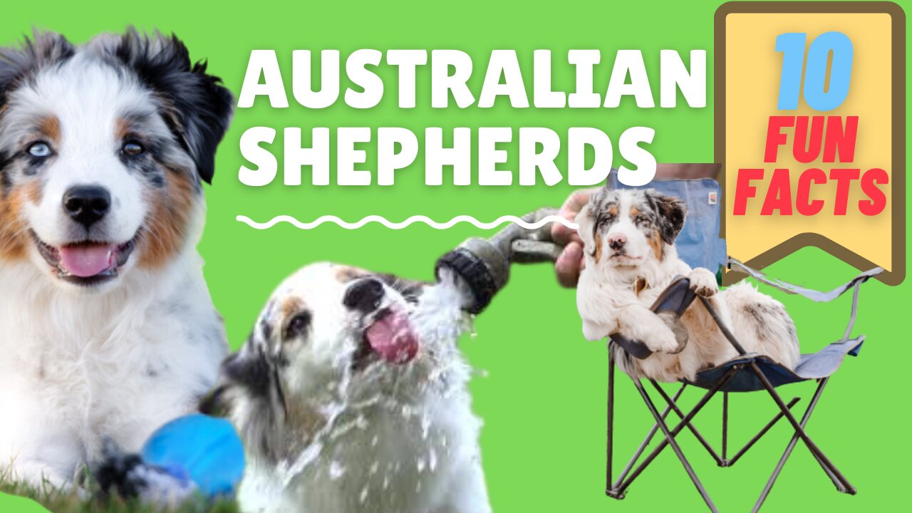 10 Amazing Facts About The Australian Shepherd