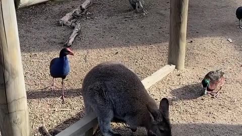 Kangaroo