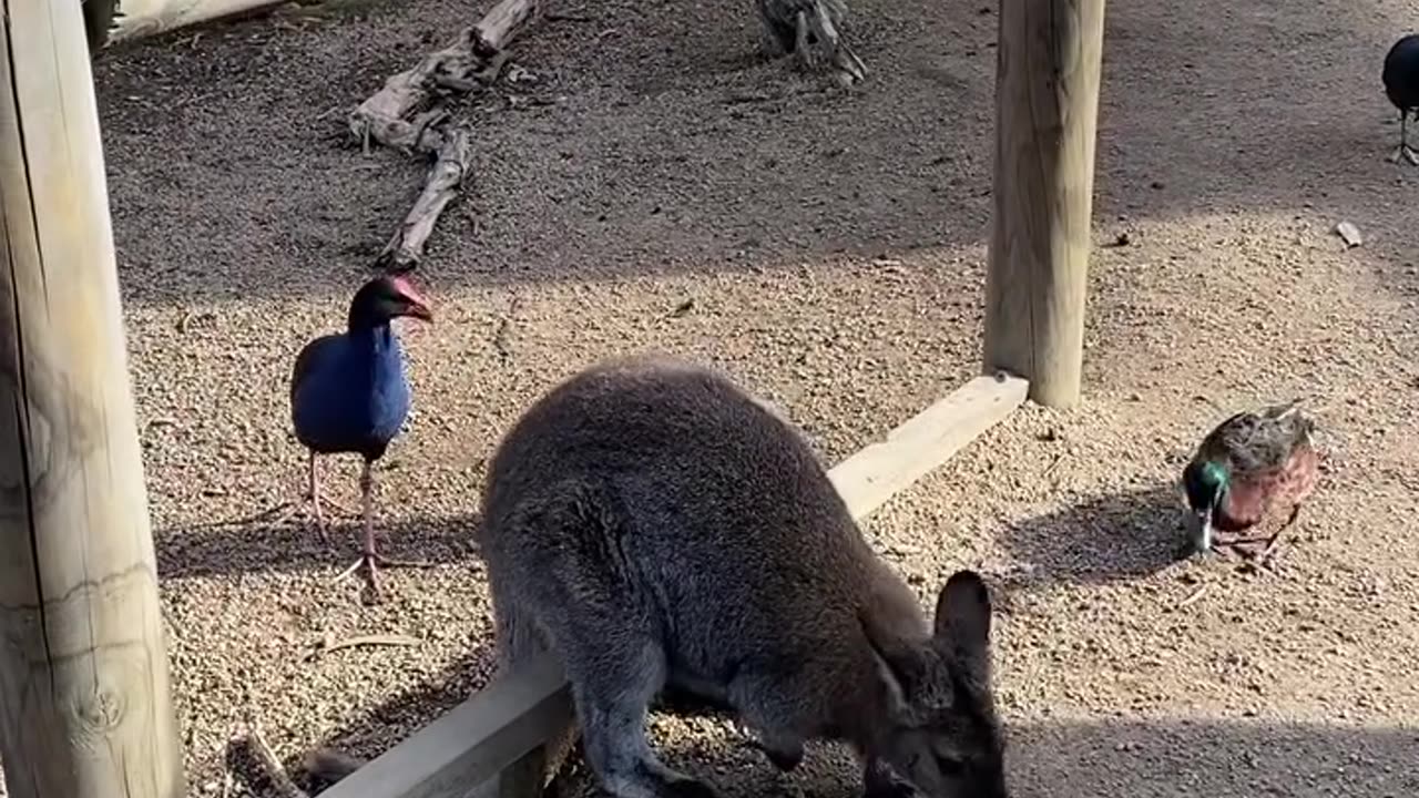 Kangaroo