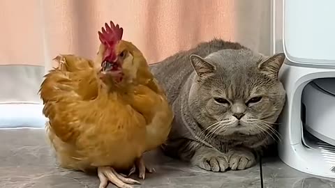 Hilarious Fighting Pets Compilation 🐾🐶🐱 | Who Started It?! 😂