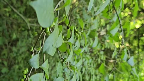 Wild "All Spice" Spice Bush Bitter Native Medicinal Plant