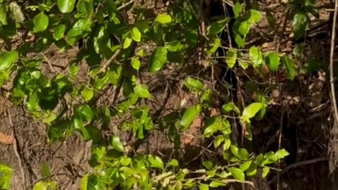 🐅⚡ Tiger vs Crocodile — Epic Hunt! 🐊🔥